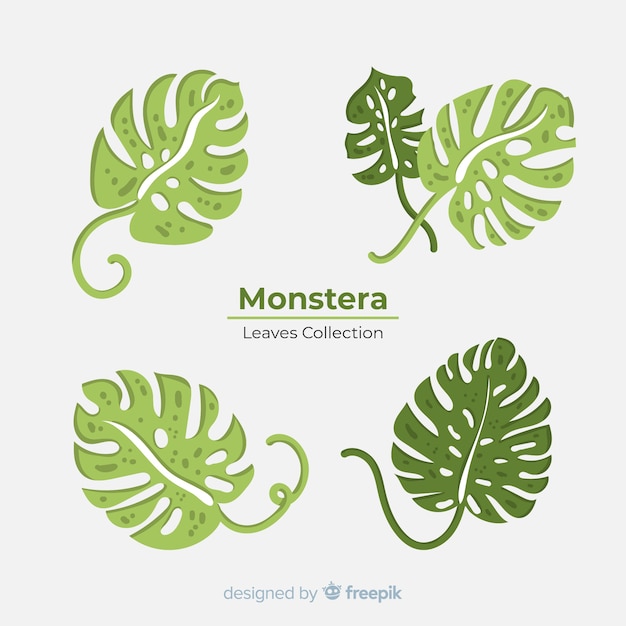 Free Vector monstera leaves collection