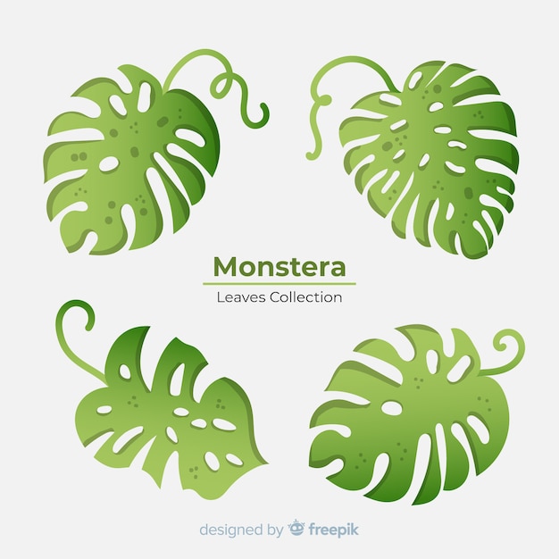 Free Vector monstera leaves collection