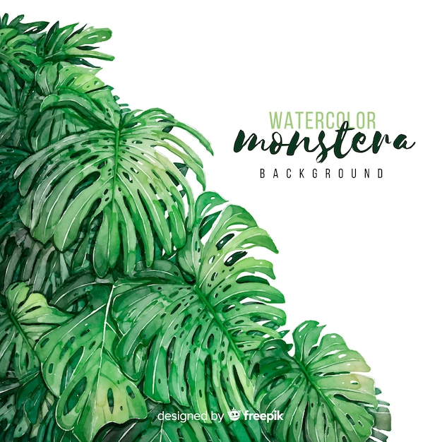 Free Vector monstera leaves