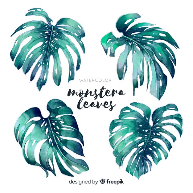 Monstera leaves