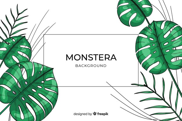 Monstera leaves