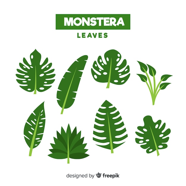 Monstera leaves