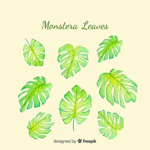 Monstera leaves