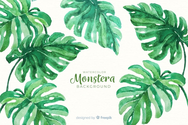 Monstera leaves