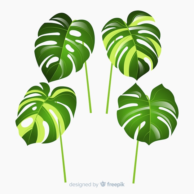 Free Vector monstera leaves