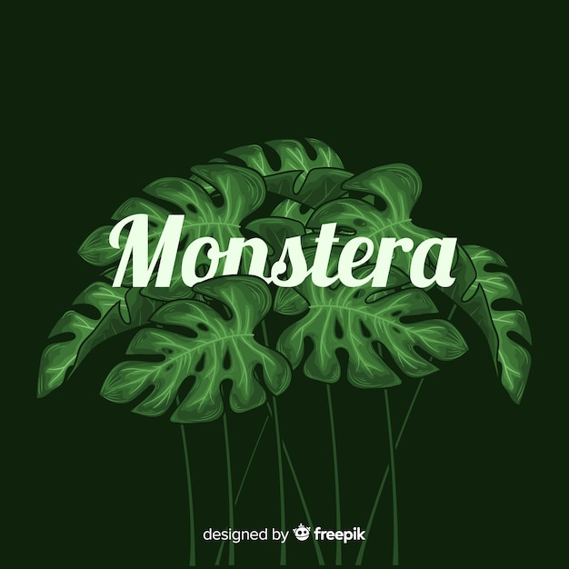 Monstera leaves