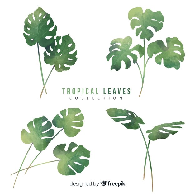 Monstera leaves