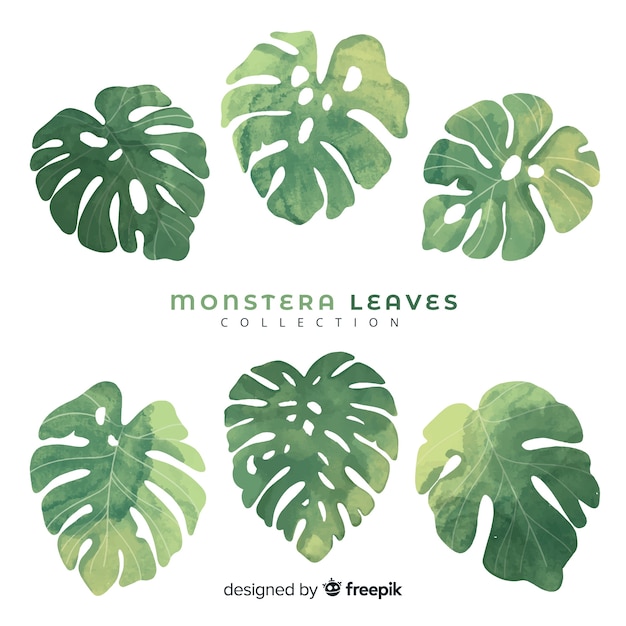 Free vector monstera leaves