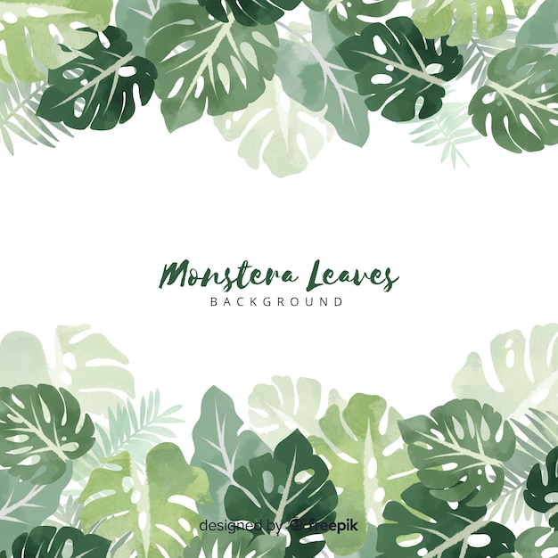 Monstera leaves