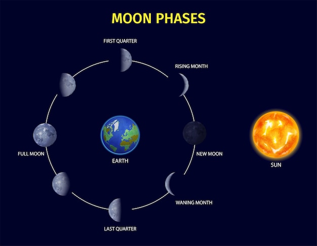 Free Vector moon phases realistic infographic set with rising and new moon symbols illustration