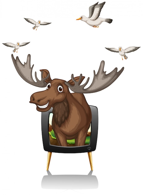 Free vector moose and birds on television screen