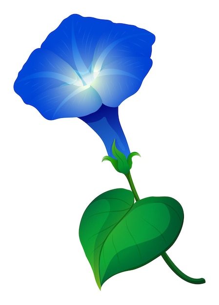 Free Vector morning glory flower in blue color