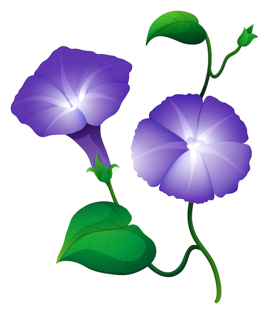 Free Vector morning glory flower in purple color