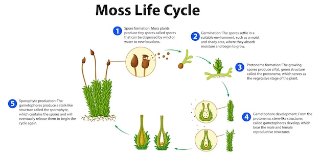 Free Vector moss life cycle diagram for science education