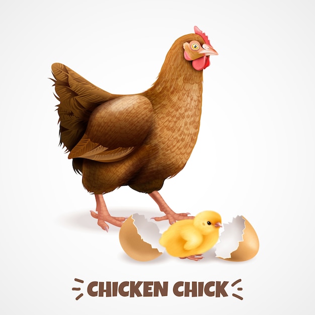 Mother hen with newly hatched chick with eggshell closeup realistic chicken life cycle element poster 