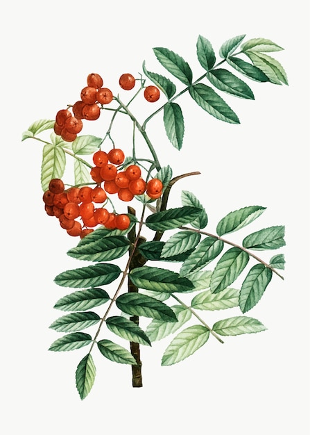 Free vector mountain ash plant