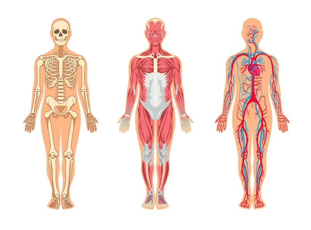 Free Vector muscles and bones in human body illustrations set. cartoon man with skeleton and blood vessel structure, veins, arteries, muscular system, isolated on white