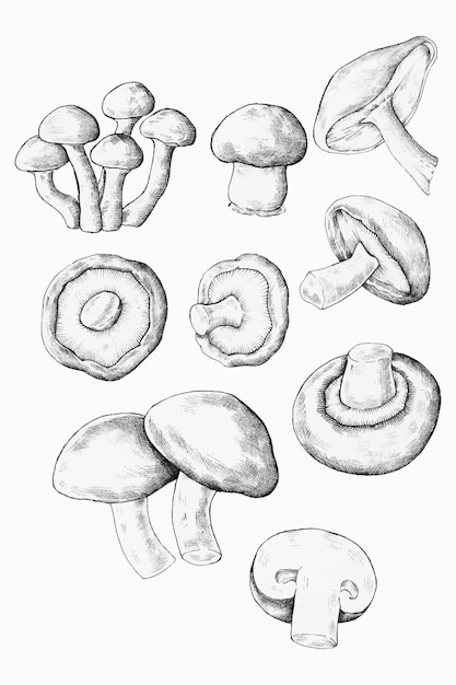 Free Vector mushroom hand-drawn set