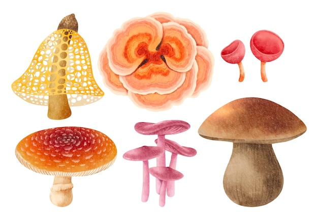 Mushroom illustration watercolor style collection