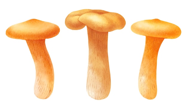 Mushroom illustration watercolor style collection