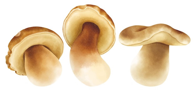 Mushroom illustration watercolor style collection