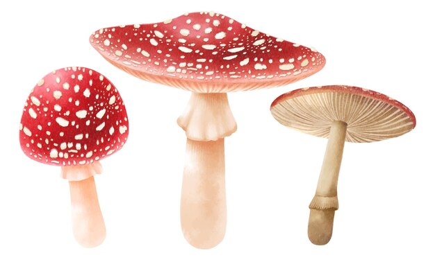 Mushroom illustration watercolor style collection