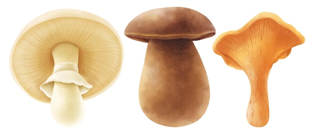 Free Vector mushroom illustration watercolor style collection