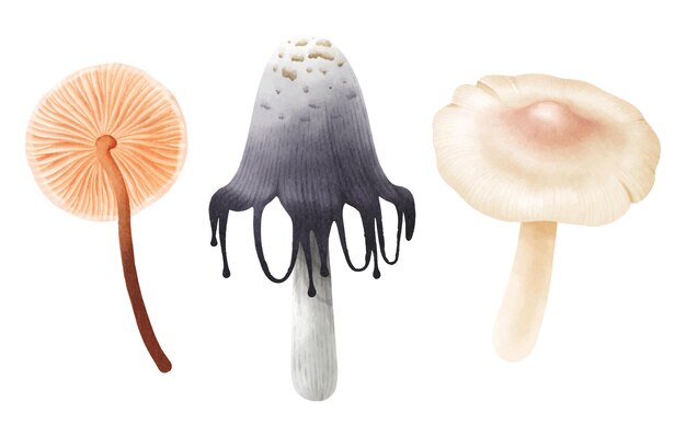 Mushroom illustration watercolor style collection