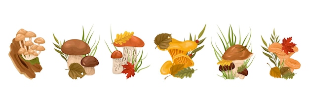 Free Vector mushrooms with leaves cartoon row with honey agaric porcini boletus oyster oiler isolated elements vector illustration