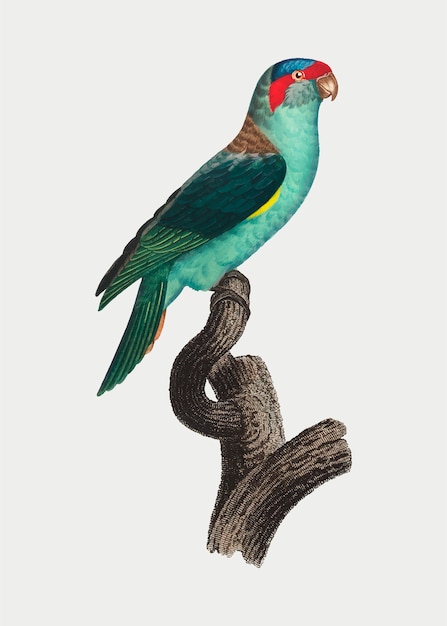 Free vector musk lorikeet