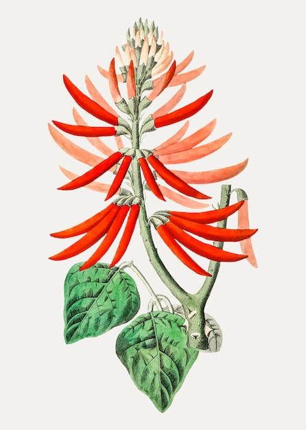 Free Vector naked coral tree branch