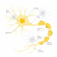 Free vector nerve cell concept illustration