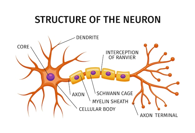 Free vector neuron anatomy composition with educational structure of brain cell with colored elements and editable text captions vector illustration