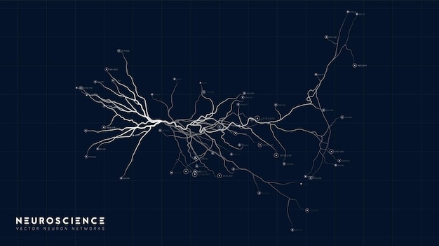 Neuron system model Neural net structure Research of the human nerve network Digital artificial organism Human mind cells data analysis