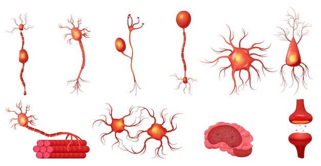 Free Vector neuroscience neuron set with isolated icons of neural structures with synapses nucleus and human brain image vector illustration