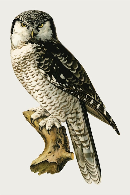 Free vector northern hawk owl bird hand drawn