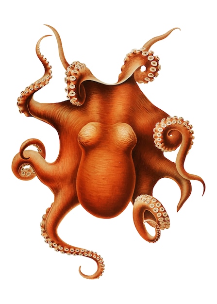 Free Vector octopus in vintage style