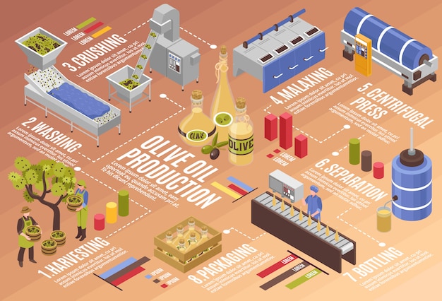 Free Vector olive oil production infographics