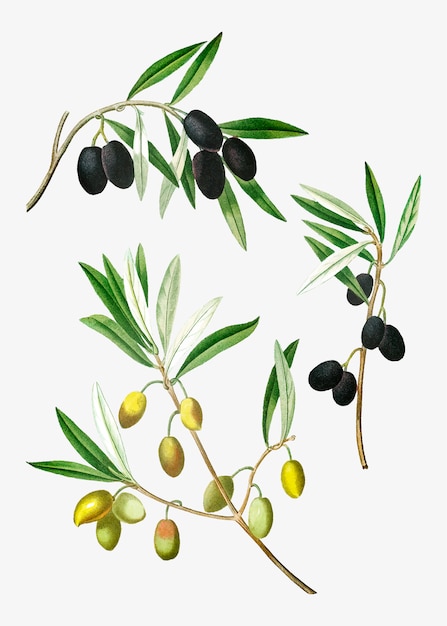 Free vector olive tree branch