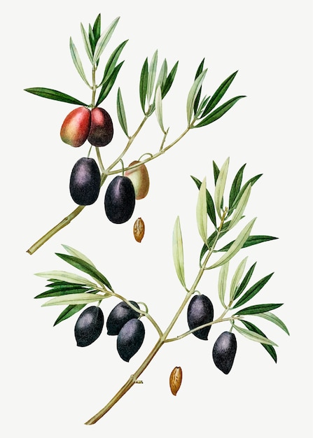 Free vector olive tree branch