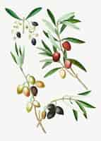 Free vector olive tree branch