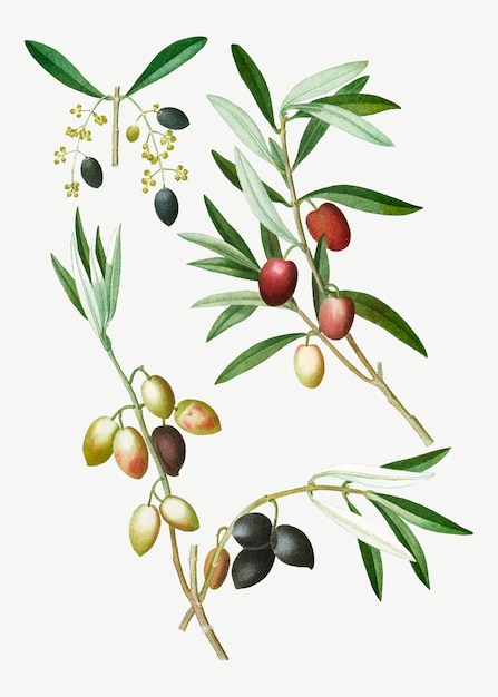 Free Vector olive tree branch