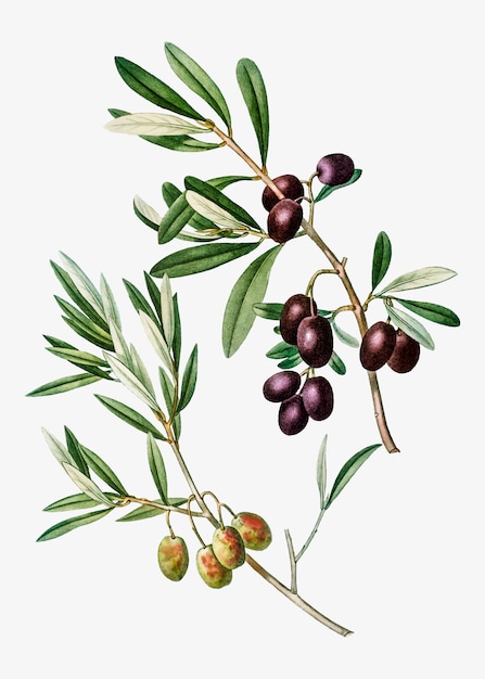 Free vector olive tree branch