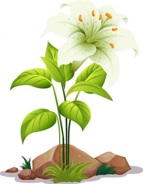 One white lily with leaves on white