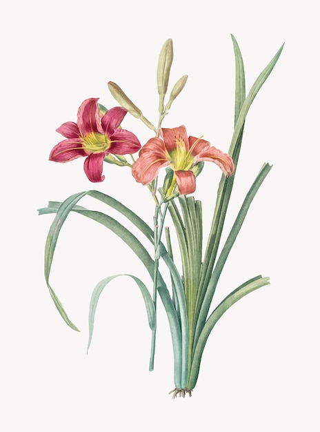 Free Vector orange day lily