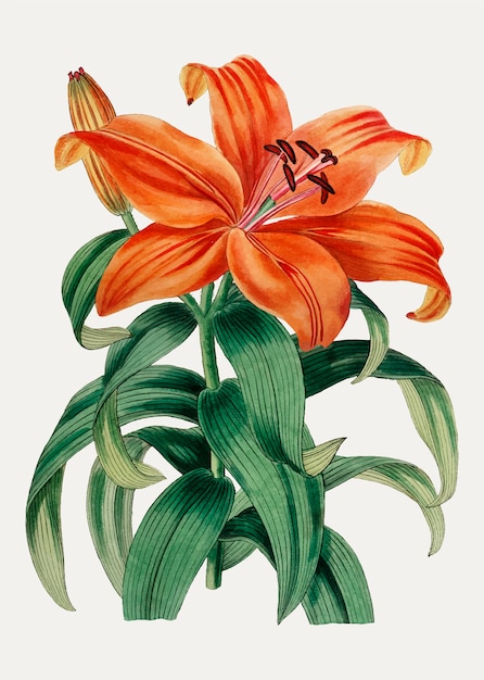 Orange lily Sukashiyuri