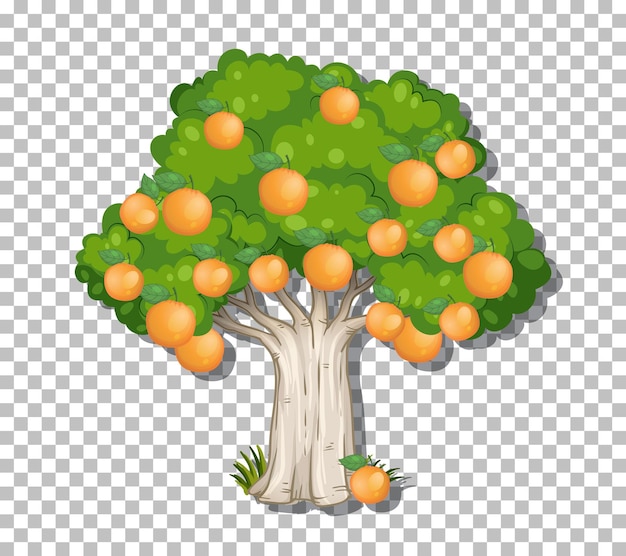 Orange tree on transparent background