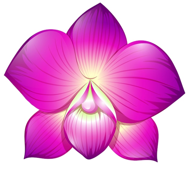 Free Vector orchid in purple color