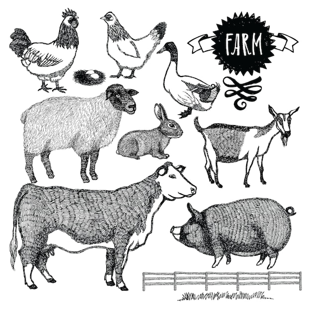 Free Vector organic farm animals set