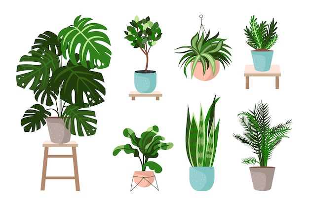 Free Vector organic flat design houseplant collection